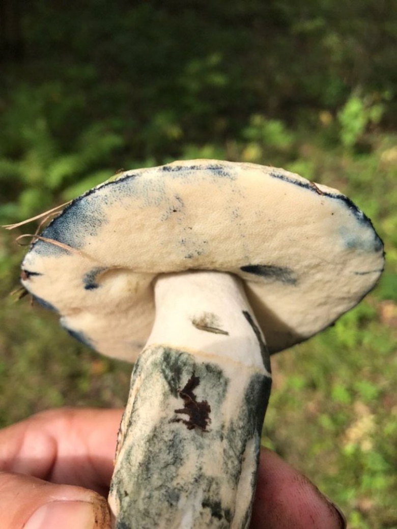 Боровик синеющий