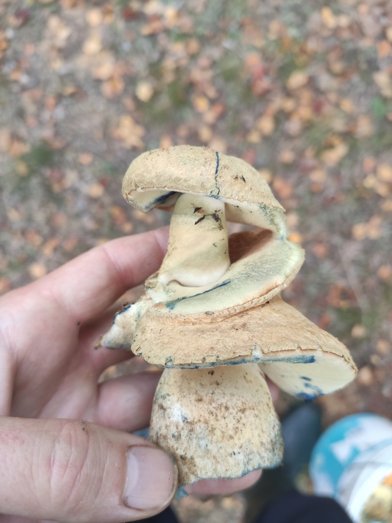 Гриб синяк съедобный