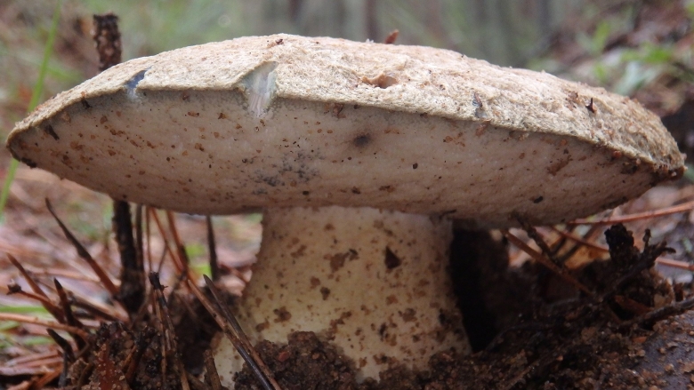 Гриб подберезовик