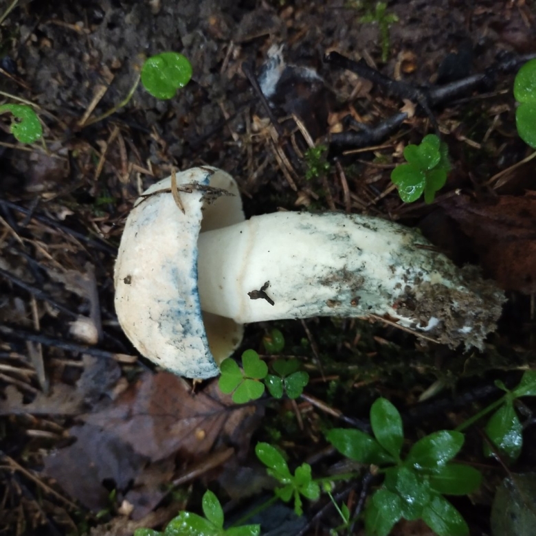 Гиропорус синеющий gyroporus cyanescens