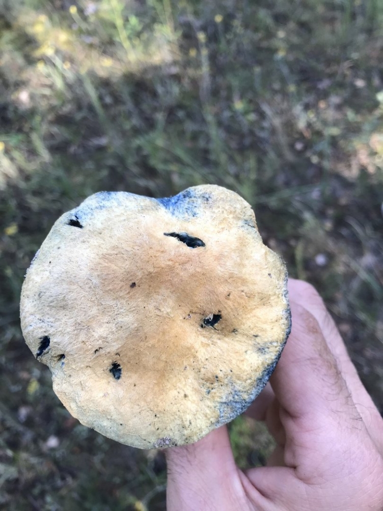 Гиропорус синеющий gyroporus cyanescens