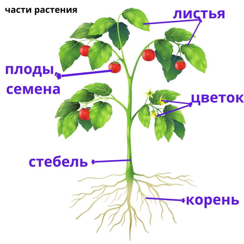 Части растений цветы плоды семена