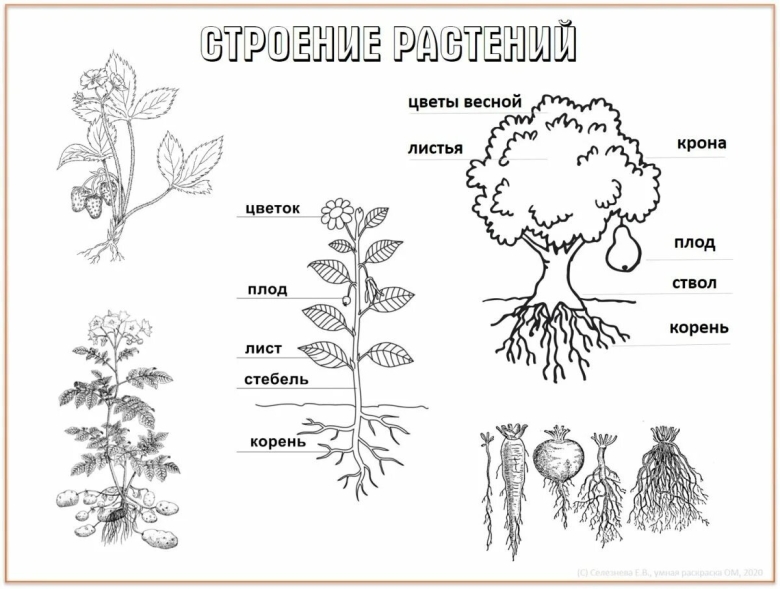 Растение строение