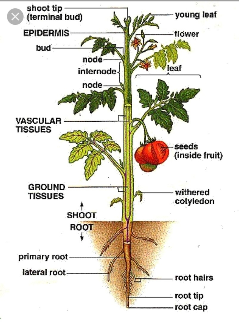 Строение цветка томата схема