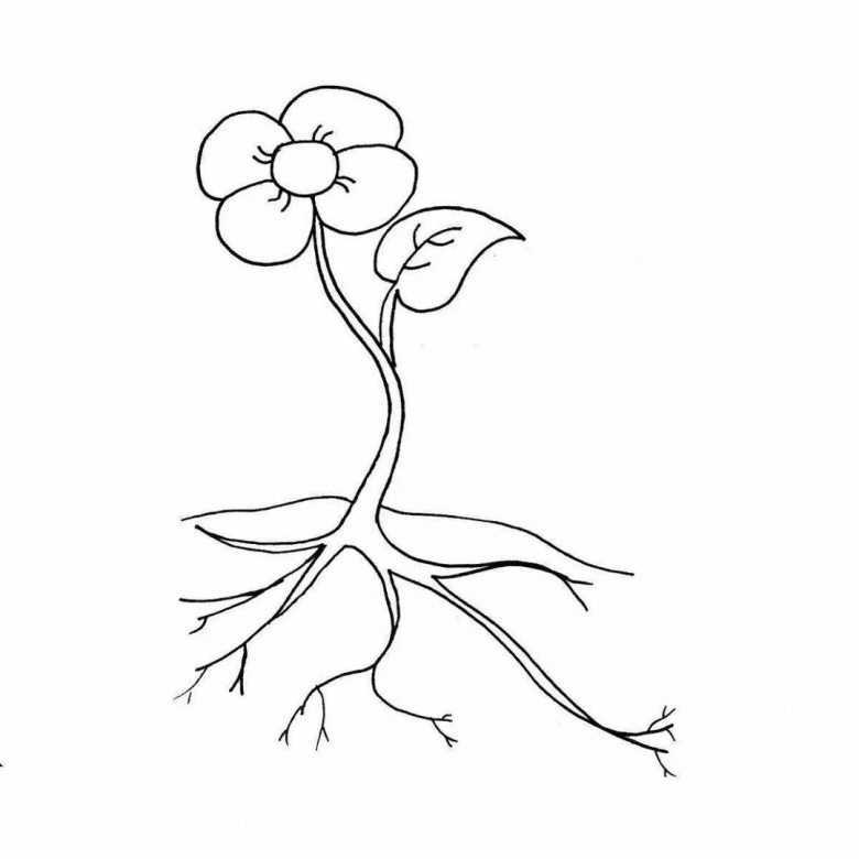 Части растений раскраска