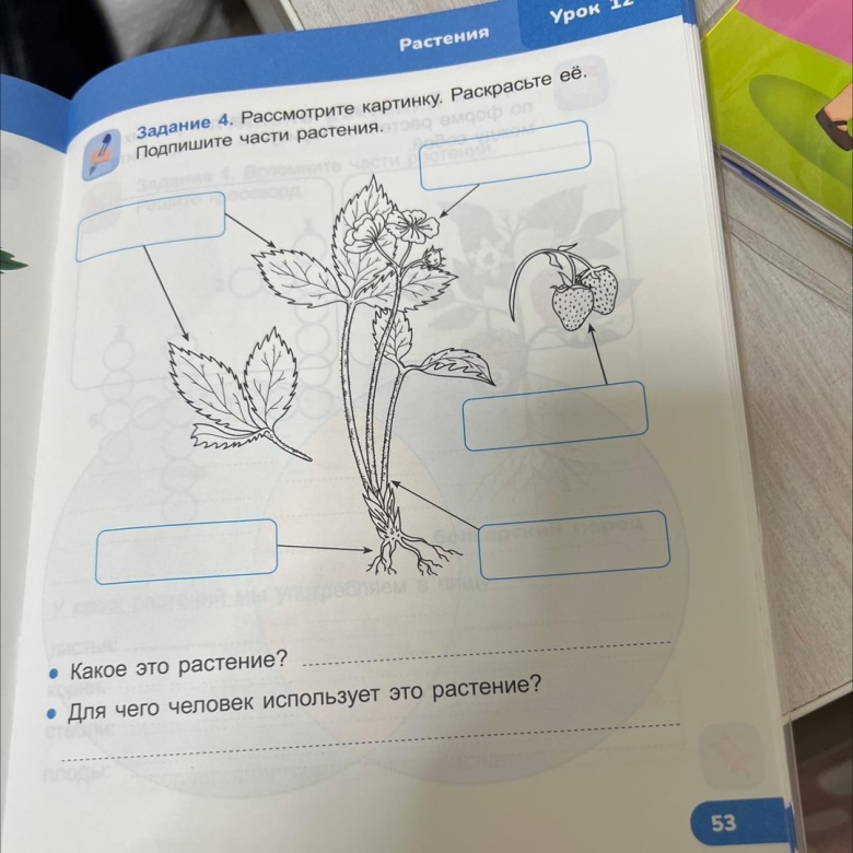 Части растений класс окружающий мир