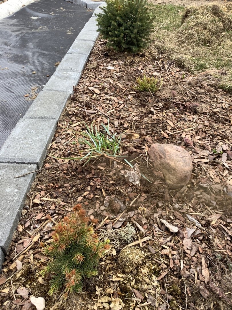 Мульчирование хвойников корой