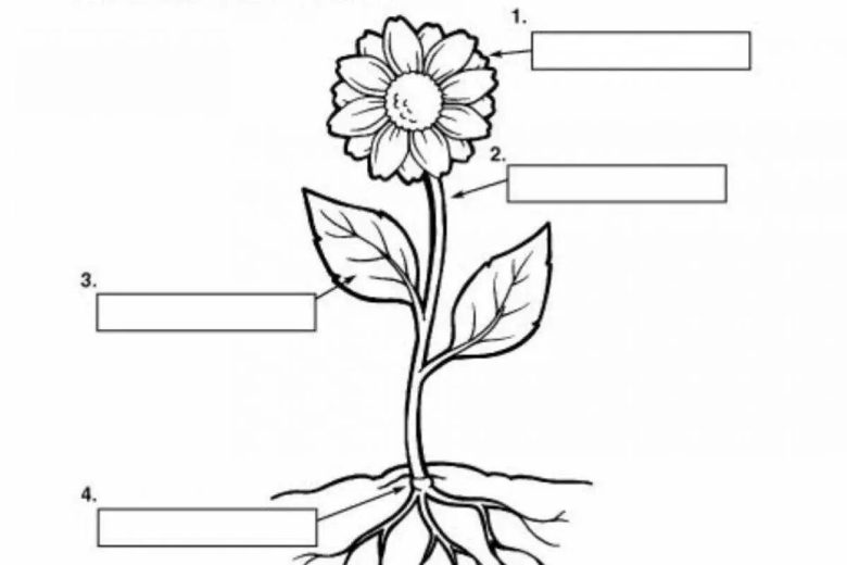 Строение растения 1 класс окружающий мир