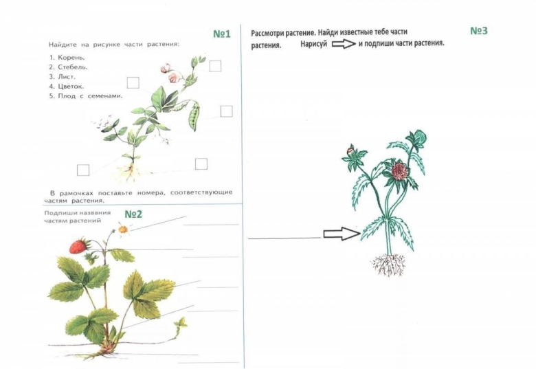 Части растения