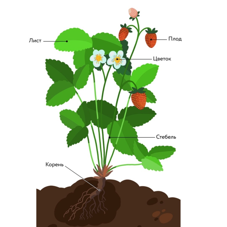 Строение растения для детей