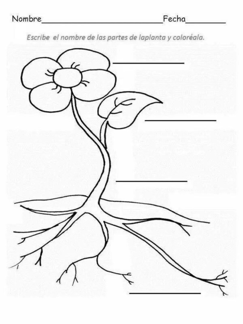 Растение раскраска