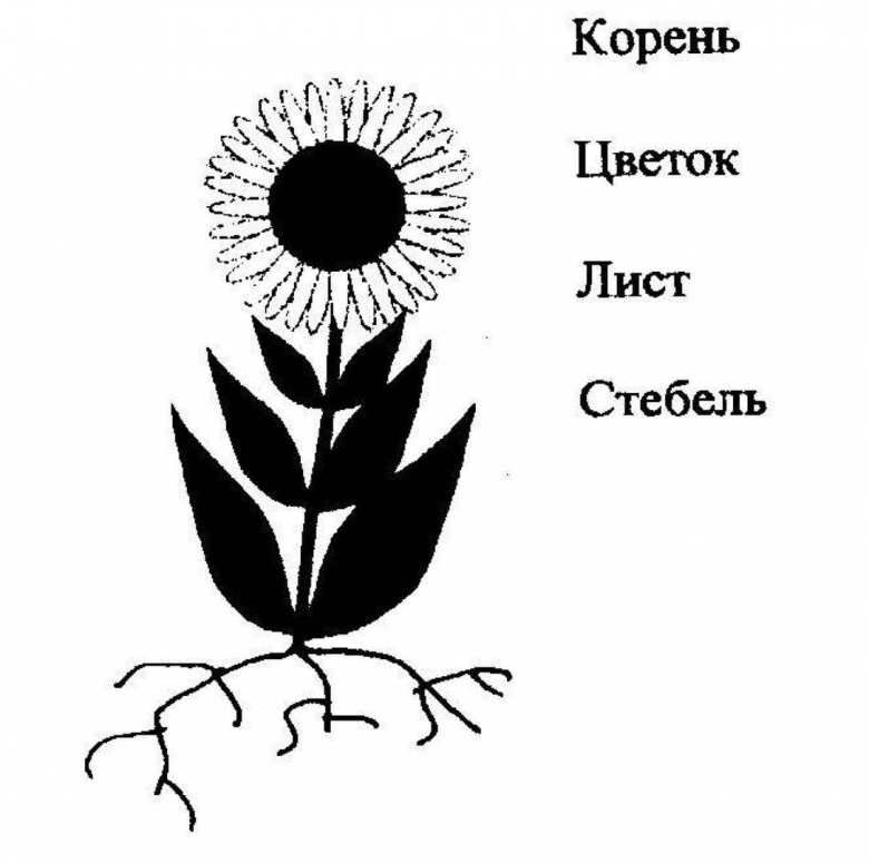 Части растений задания для дошкольников