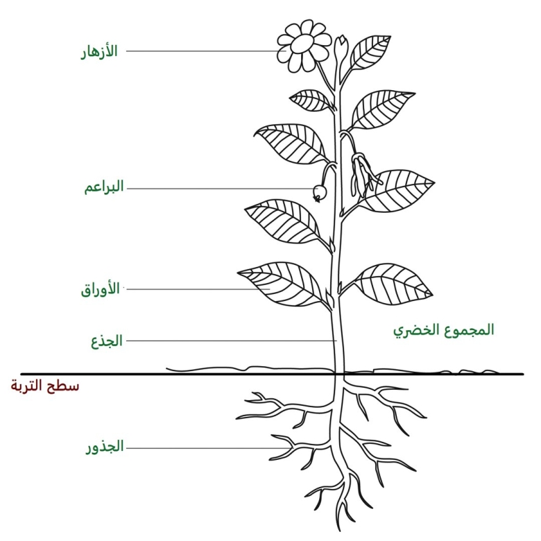 Строение растения рисунок