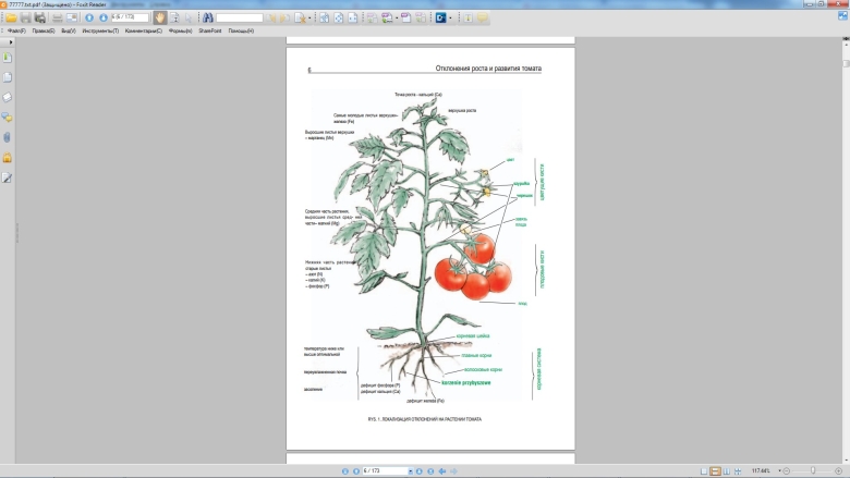 Подпиши части растения томата