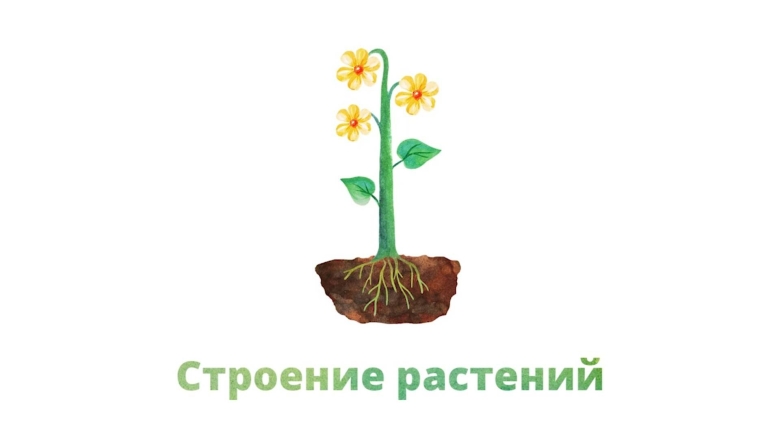 Строение растение