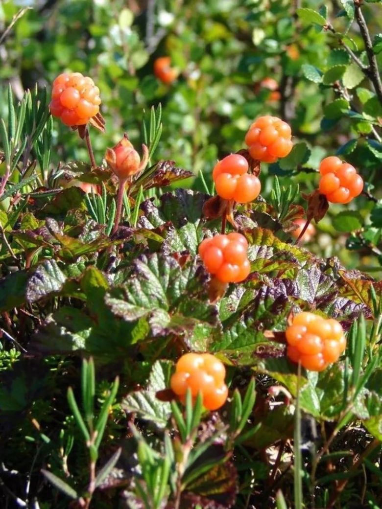 Растения тундры Морошка