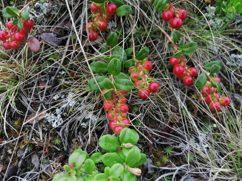 Клюква голубика Морошка