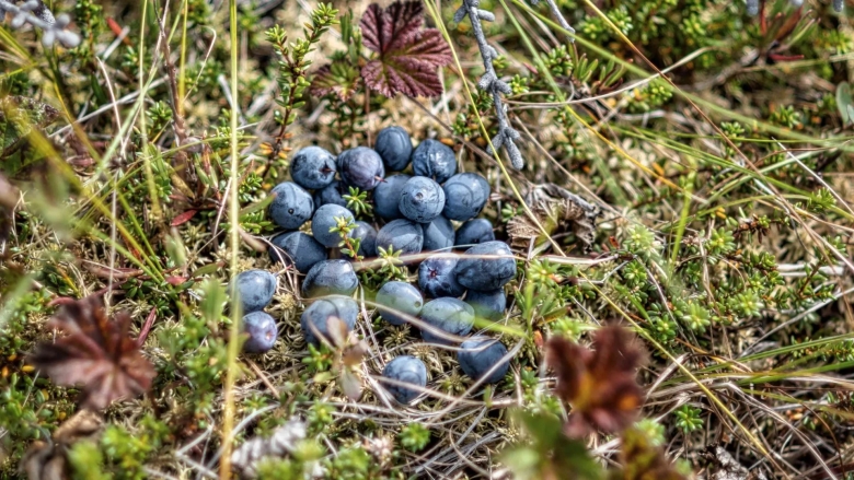 Шикша ягода полезные свойства