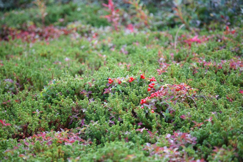 Брусника на Кольском полуострове