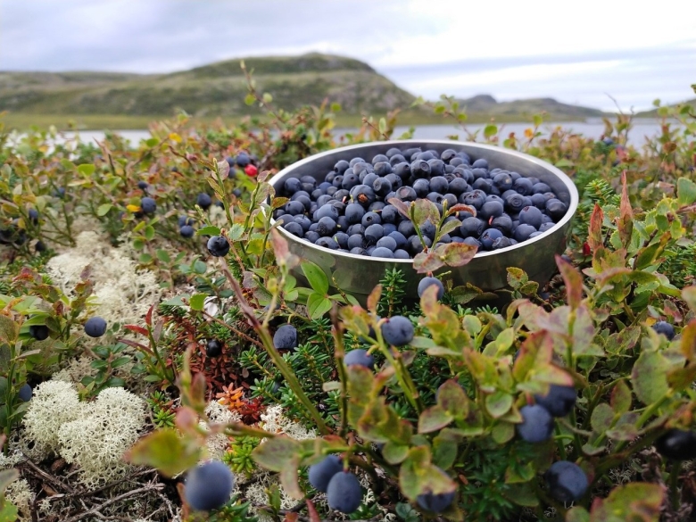 Черника на Кольском полуострове
