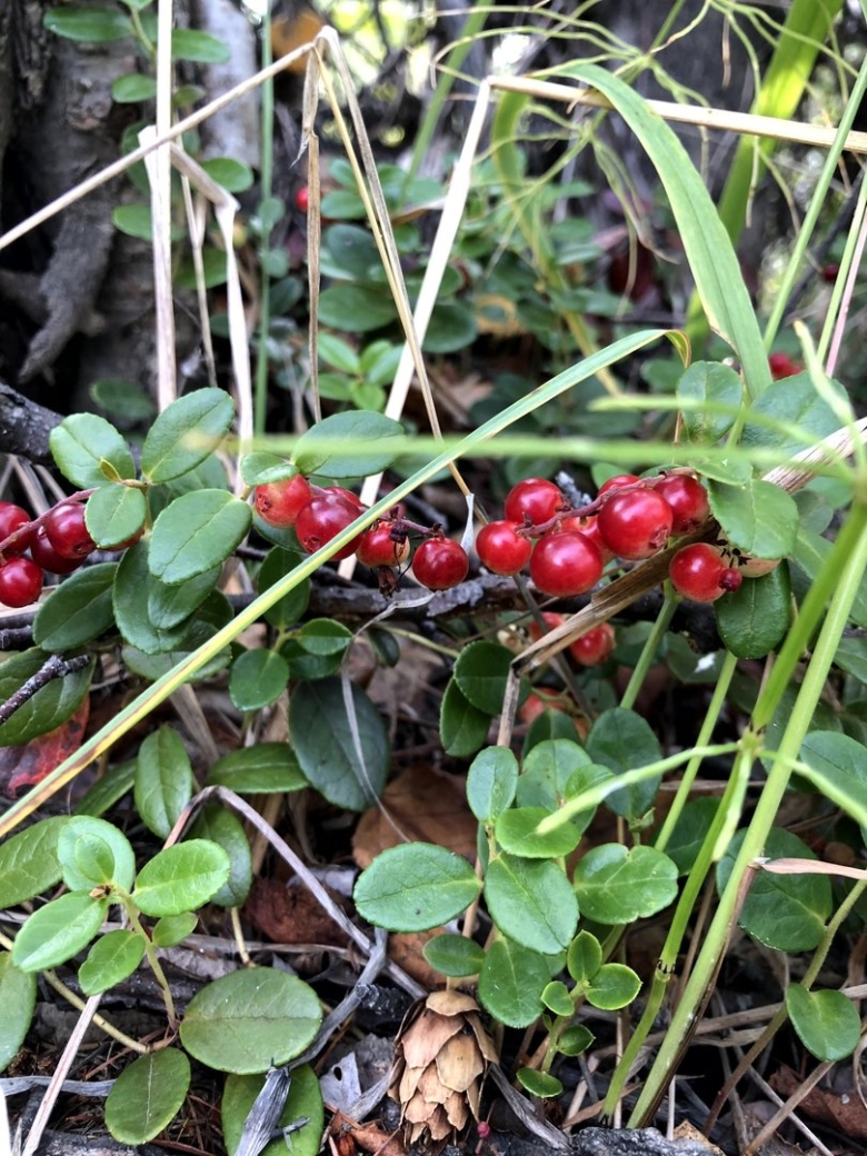 На каких почвах растет брусника