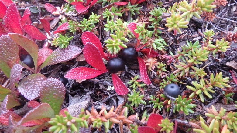 Вороника брусника Кольского полуострова