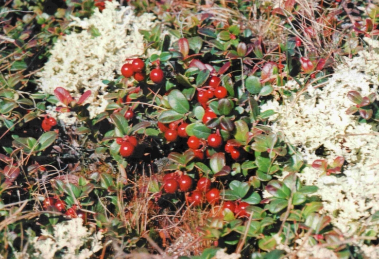 Растение тундры Ямала