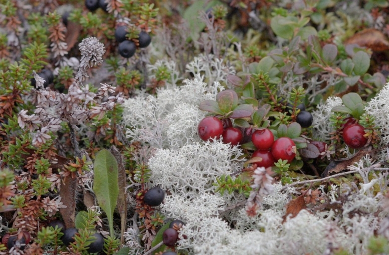 Вороника брусника Кольского полуострова