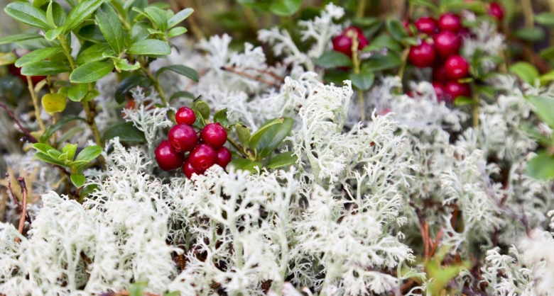 Ямал ягель ягоды