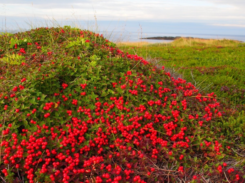 Кольского полуострова брусника ягоды