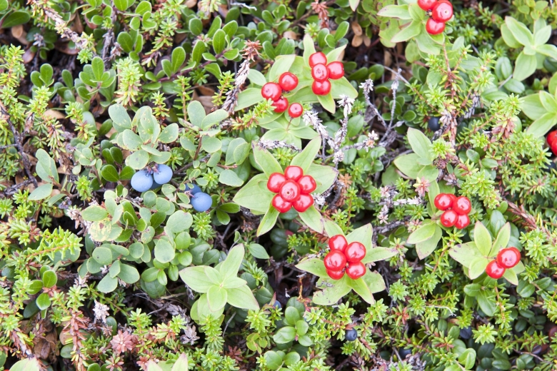 Вороника брусника Кольского полуострова