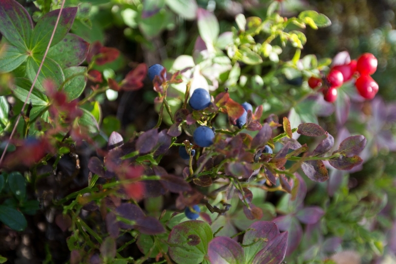 Голубика на Кольском полуострове