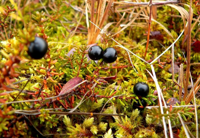 Морошка в тундре