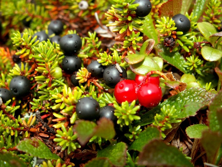 Морошка черника брусника