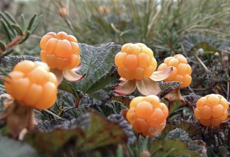 Морошка ягода в тундре