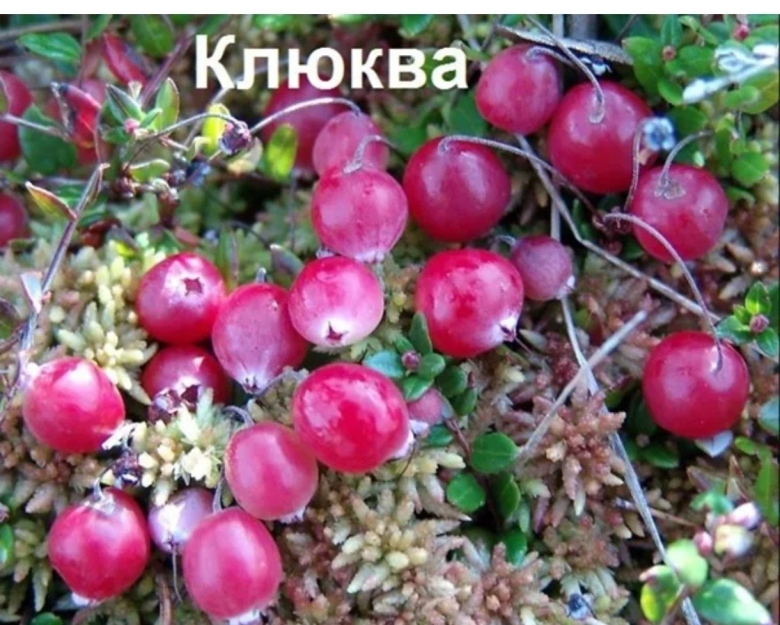 Клюква голубика Морошка