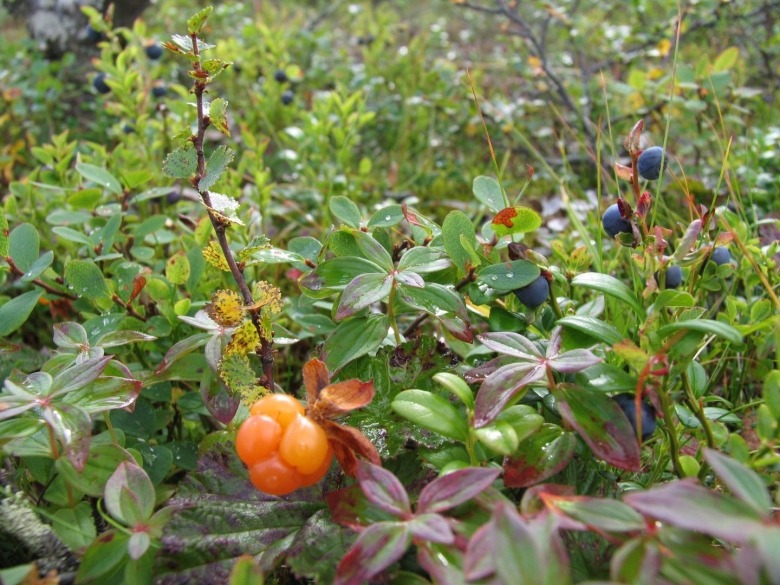 Морошка арктическая