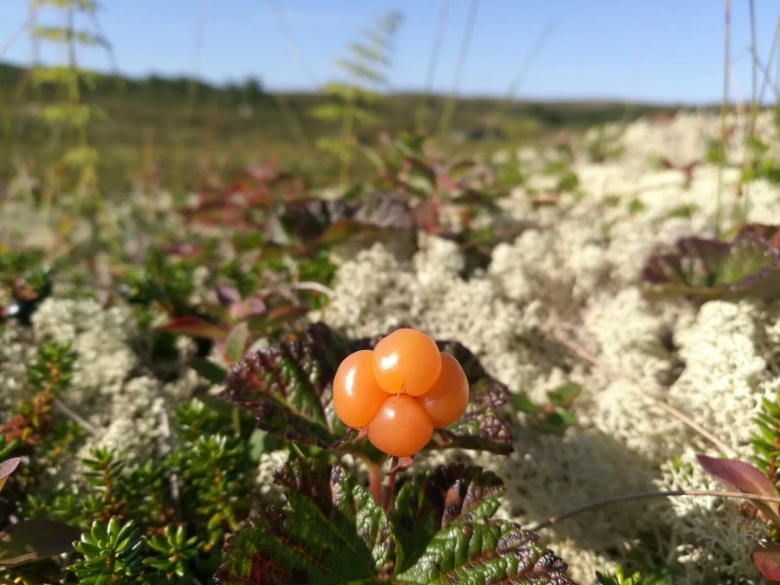 Кольский полуостров лето Морошка