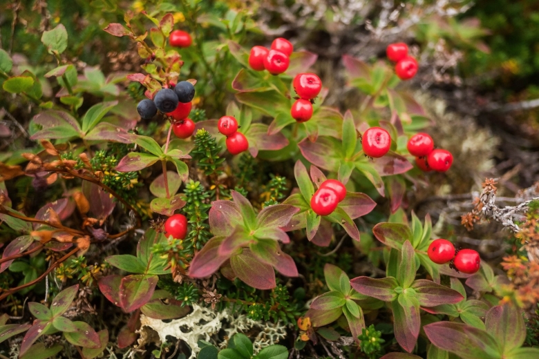 Ягоды на Кольском полуострове картинка
