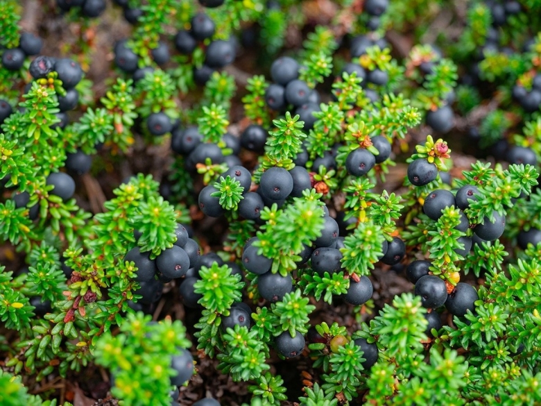 Ягода вороника карельская