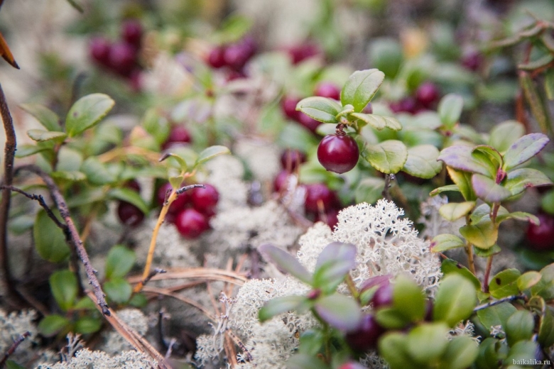 Тундра ягель ягода