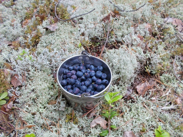 Вороника брусника Кольского полуострова