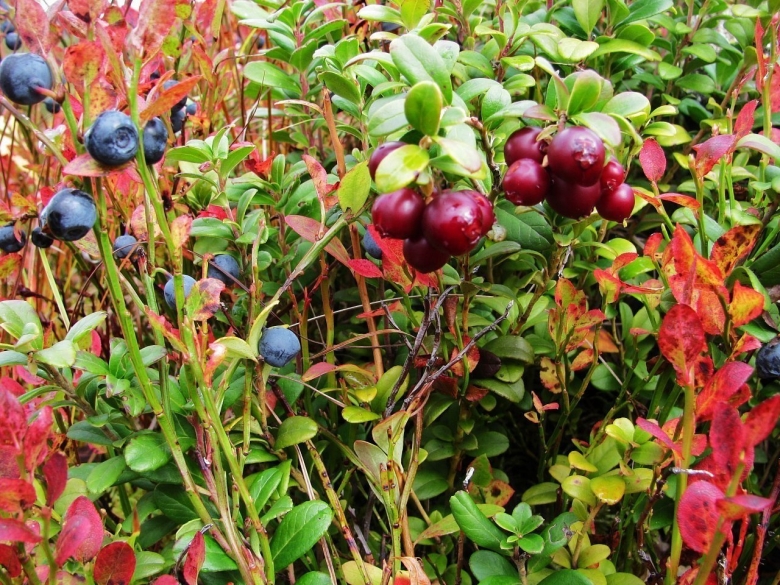 Клюква голубика Морошка