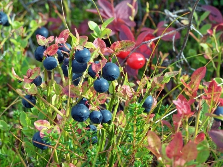 Голубика на Кольском полуострове