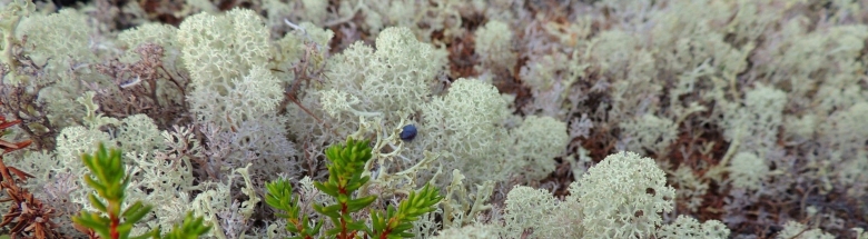 Растения тундры фото и названия
