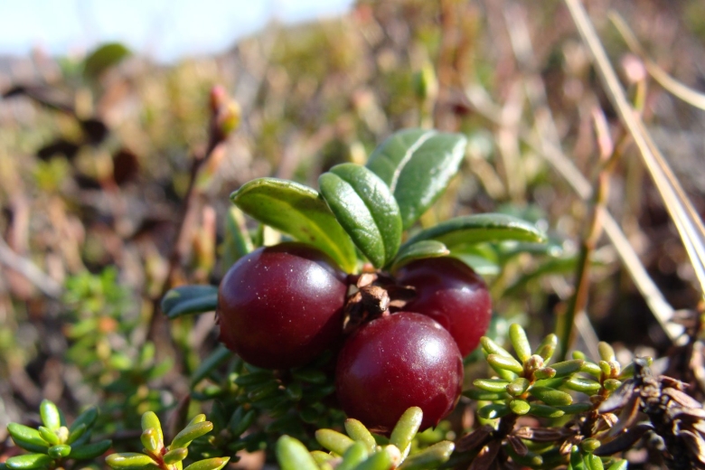 Ягоды Мурманской области
