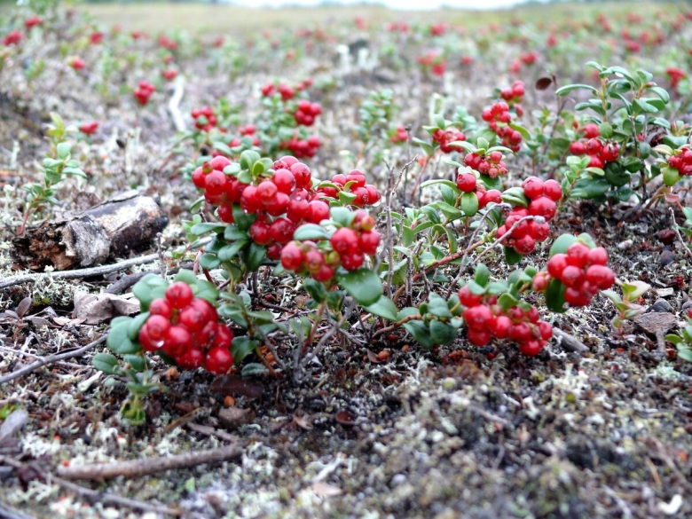 Сибирские Увалы ХМАО