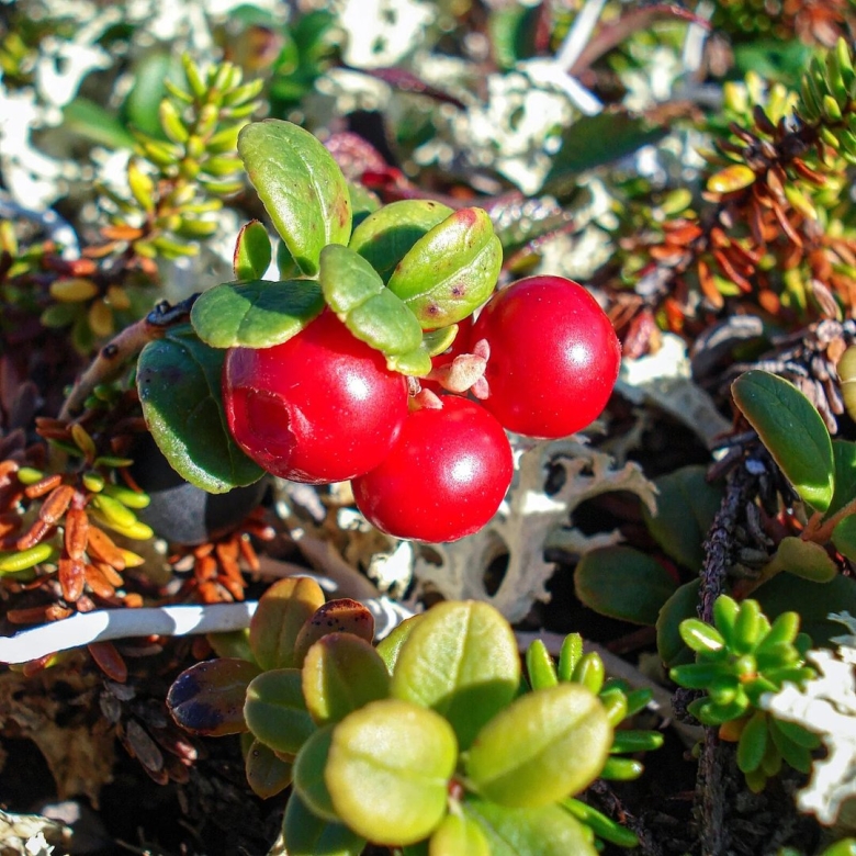 Красника ягода Кольский полуостров