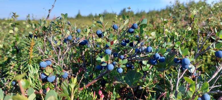 Голубика на Чукотке