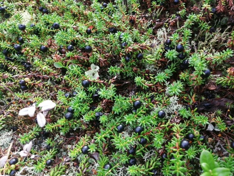 Красника ягода Кольский полуостров